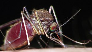 New angles in writing about mosquito season