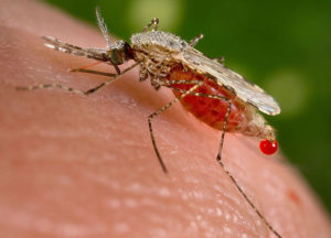Why even U.S.-based reporters should learn about malaria