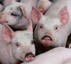 Deregulation of pork production highlights need to cover food safety