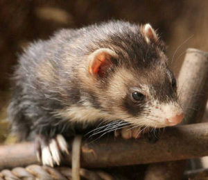 Ferrets and monkeys and mice, oh my! What’s the best coronavirus animal model?