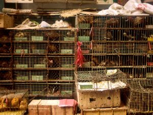 Resources for reporting on COVID-19’s origins