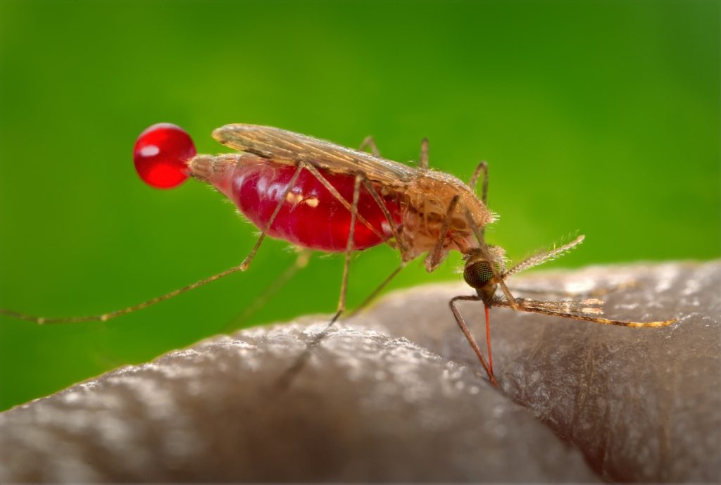 The Anopheles gambiae mosquito, a known vector for malaria