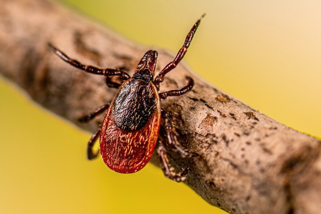 deer tick Lyme disease
