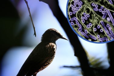 photo of a wild bird next to a a colorized electron micrograph of H5N1 virus particles