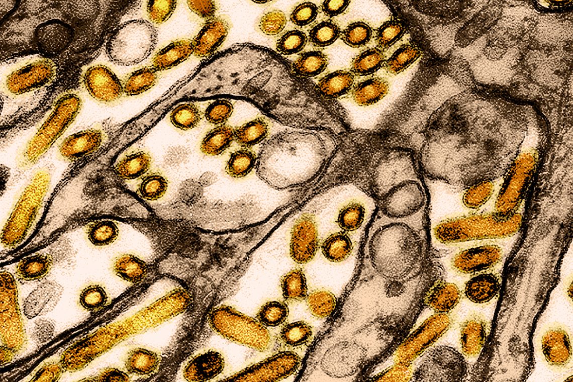 Covering the ongoing bird flu story as it unfolds