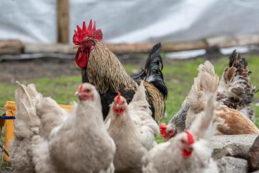 chickens on a field (bird flu featured image)