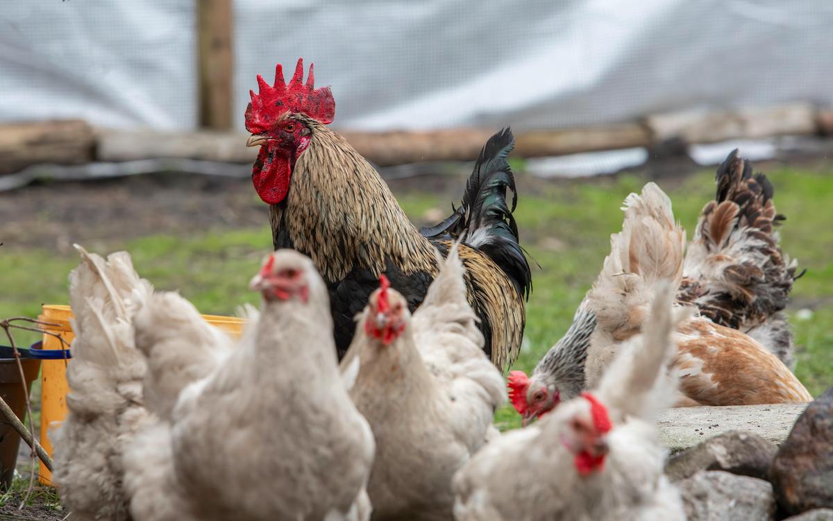 chickens on a field (bird flu featured image)