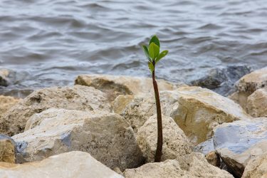 a mangrove seedling