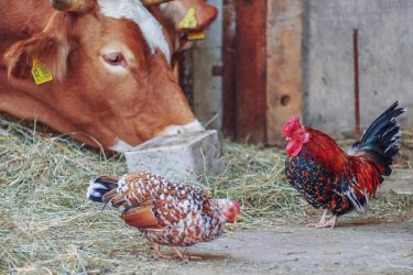 chickens next to a cow. bird flu can spread to many animals beyond birds.
