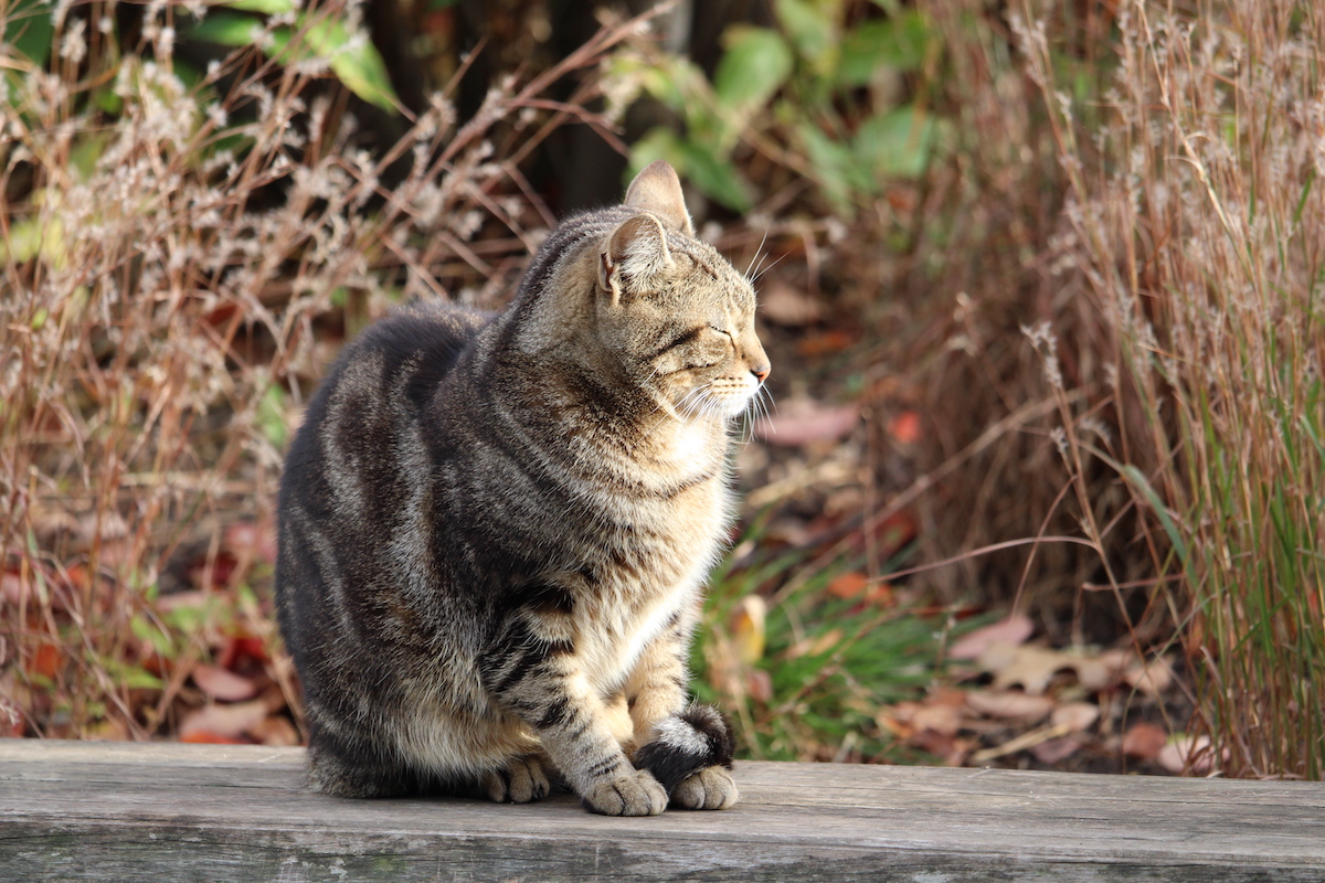 A citizen of Roosevelt Island's feral cat colony basks in the afternoon sun. Photo by Kevin Ridder