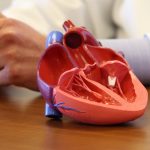 A 3D printed model of a heart.
