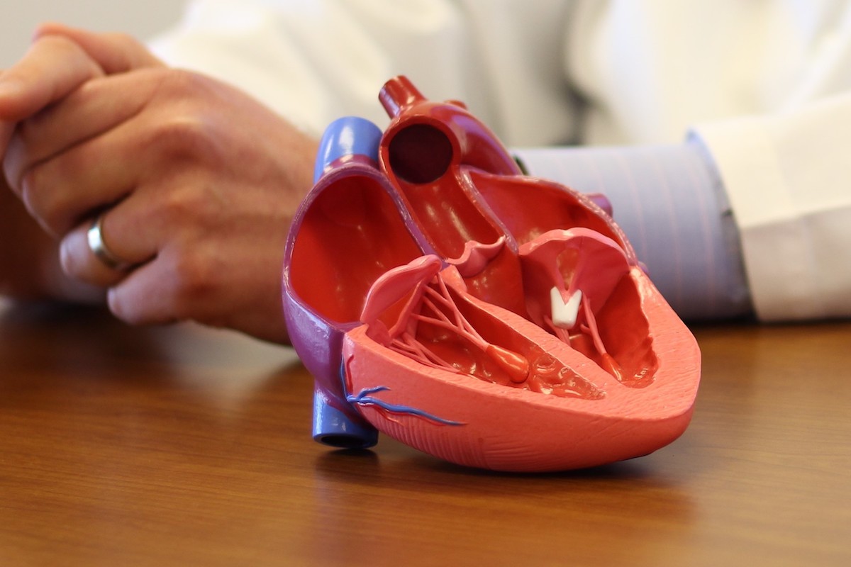 A 3D printed model of a heart.