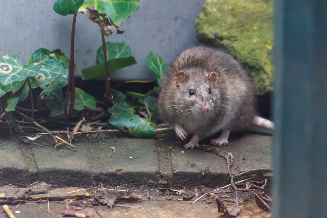 Hantavirus outbreak: What journalists should know