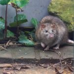 A brown rat outside. Rodents are the main carriers of hantavirus.