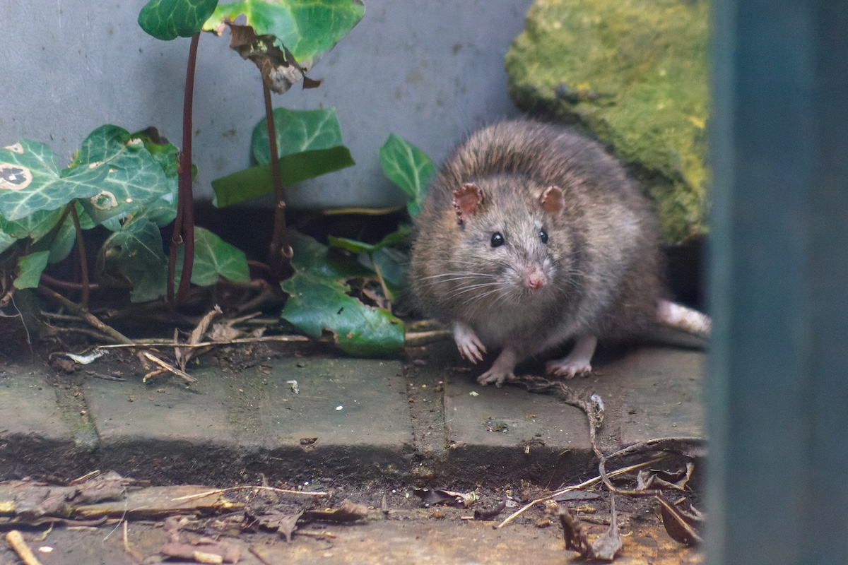 A brown rat outside. Rodents are the main carriers of hantavirus.